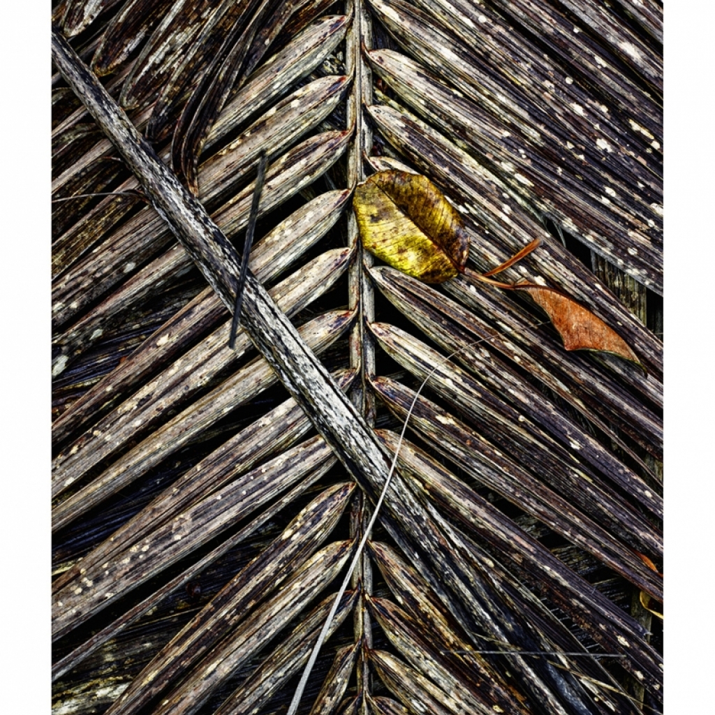 nd5_hewitt_east-tropical-tapestry